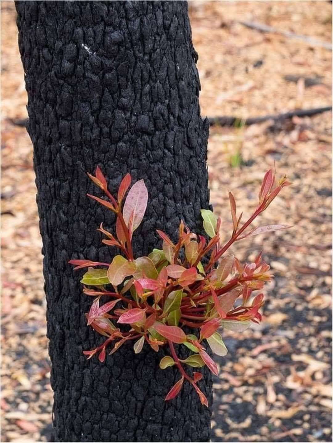 কবিতাঃ বেচেঁ থাকার কাব্য